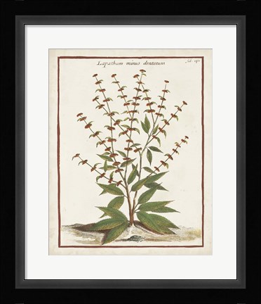Framed Munting Botanicals III Print
