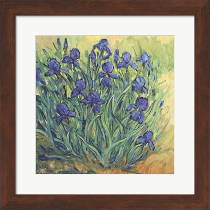 Framed Irises in Bloom II Print