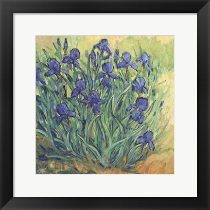 Framed Irises in Bloom II Print
