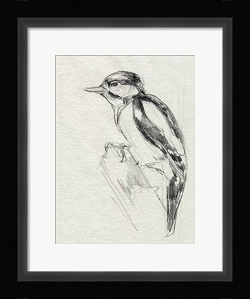 Framed Woodpecker Sketch I Print