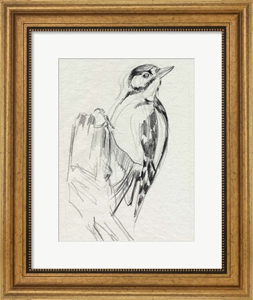 Framed Woodpecker Sketch II Print