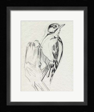 Framed Woodpecker Sketch II Print
