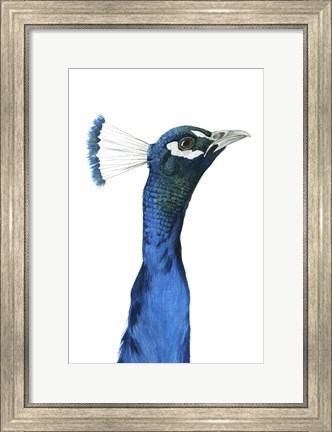 Framed Peacock Portrait I Print