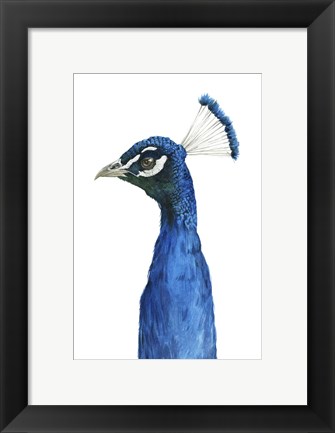 Framed Peacock Portrait II Print