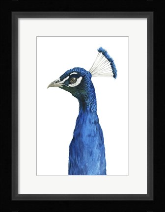 Framed Peacock Portrait II Print