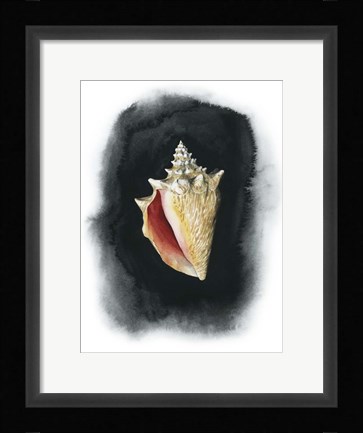 Framed Conch on Black I Print
