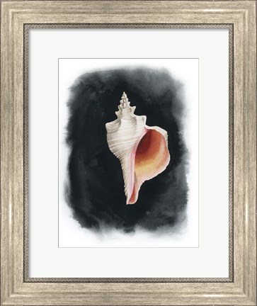 Framed Conch on Black II Print
