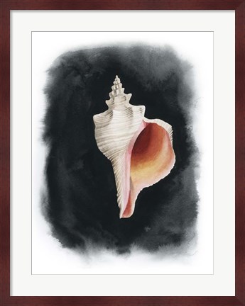 Framed Conch on Black II Print