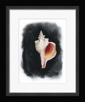 Framed Conch on Black II Print