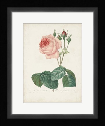 Framed Vintage Redoute Roses I Print