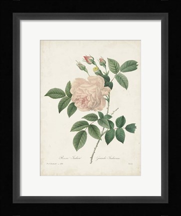 Framed Vintage Redoute Roses II Print