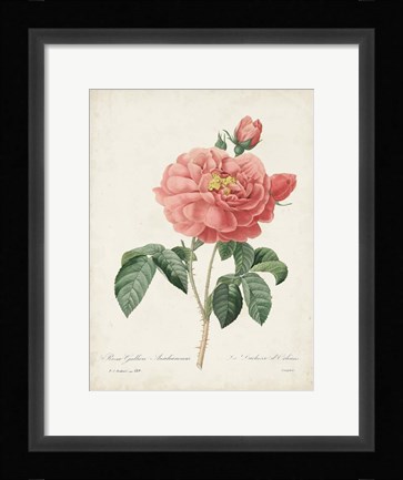 Framed Vintage Redoute Roses III Print