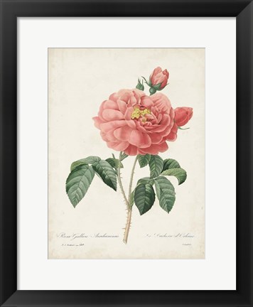 Framed Vintage Redoute Roses III Print