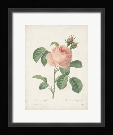 Framed Vintage Redoute Roses IV Print