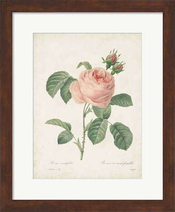 Framed Vintage Redoute Roses IV Print