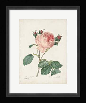Framed Vintage Redoute Roses V Print