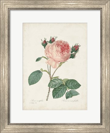 Framed Vintage Redoute Roses V Print