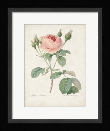 Framed Vintage Redoute Roses VI Print