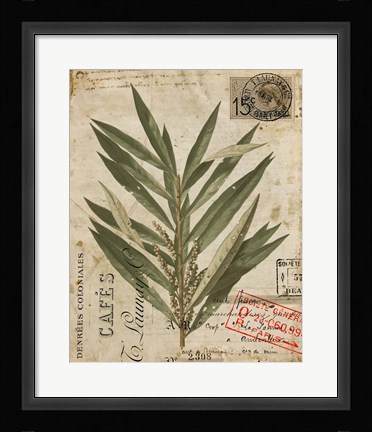 Framed Vintage Nature's Greenery I Print