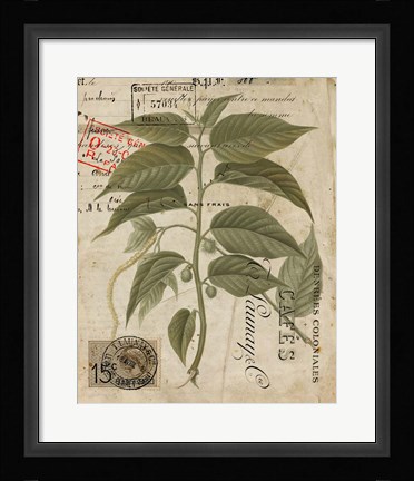 Framed Vintage Nature's Greenery II Print