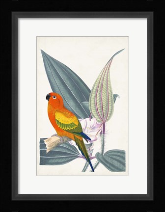 Framed Tropical Bird &amp; Flower IV Print