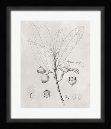 Framed Vintage Leaves I Print