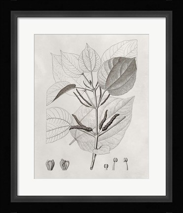 Framed Vintage Leaves III Print