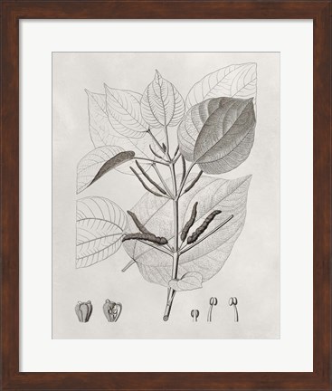 Framed Vintage Leaves III Print