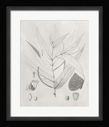 Framed Vintage Leaves IV Print