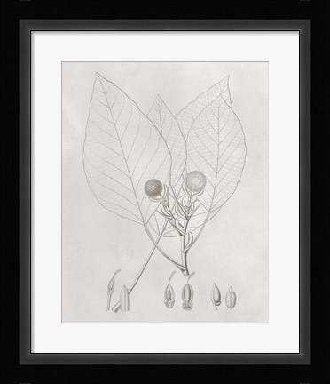 Framed Vintage Leaves V Print