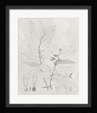 Framed Vintage Leaves VI Print