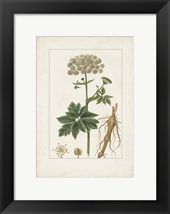Framed Antique Turpin Botanical I Print