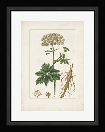 Framed Antique Turpin Botanical I Print