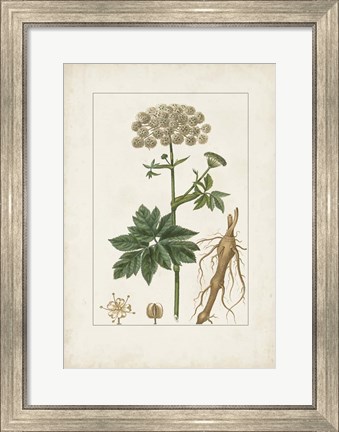 Framed Antique Turpin Botanical I Print
