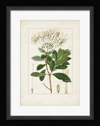 Framed Antique Turpin Botanical II Print