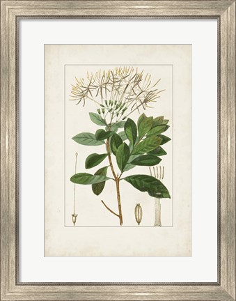 Framed Antique Turpin Botanical II Print