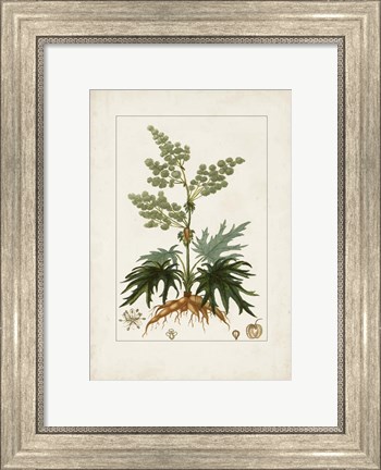Framed Antique Turpin Botanical III Print