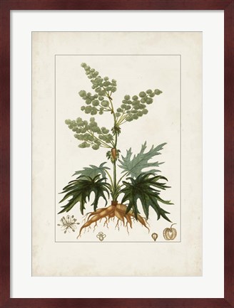 Framed Antique Turpin Botanical III Print