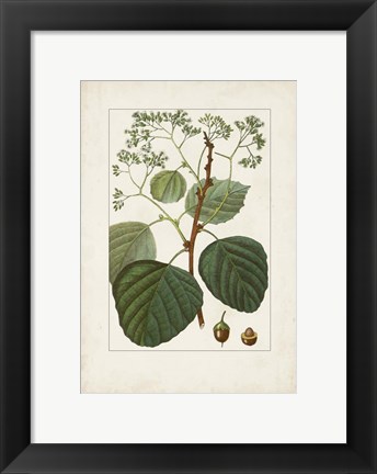 Framed Antique Turpin Botanical IV Print