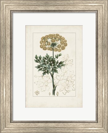 Framed Antique Turpin Botanical VI Print