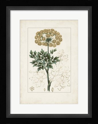 Framed Antique Turpin Botanical VI Print