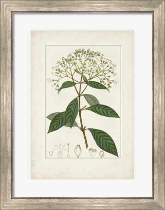 Framed Antique Turpin Botanical VIII Print