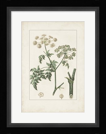 Framed Antique Turpin Botanical IX Print