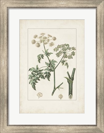 Framed Antique Turpin Botanical IX Print