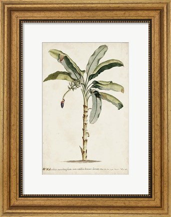 Framed Banana Palm II Print