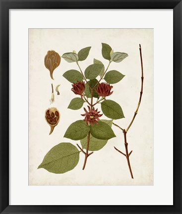 Framed Antique Leaves II Print