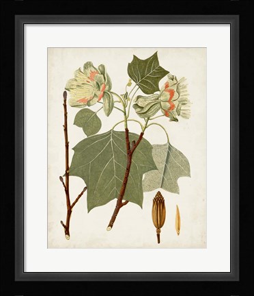 Framed Antique Leaves III Print
