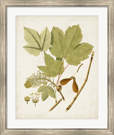Framed Antique Leaves IV Print