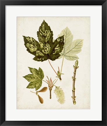 Framed Antique Leaves V Print