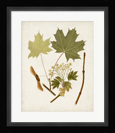 Framed Antique Leaves VI Print